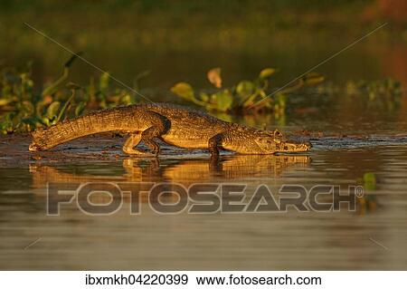 Yacare caiman (Caiman Yacare, Caiman crocodilus yacare), going into the water, Pantanal, Brazil, South America View Large Photo Image Stock Photo - Yacare caiman (Caiman Yacare, Caiman crocodilus yacare), going into the water, Pantanal, Brazil, South America. Fotosearch