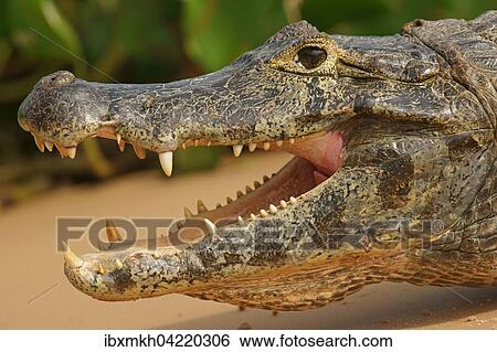 Yacare caiman (Caiman Yacare, Caiman crocodilus yacare) with open mouth, portrait, Pantanal, Brazil, South America View Large Photo Image Stock Photograph - Yacare caiman (Caiman Yacare, Caiman crocodilus yacare) with open mouth, portrait, Pantanal, Brazil, South America. Fotosearch