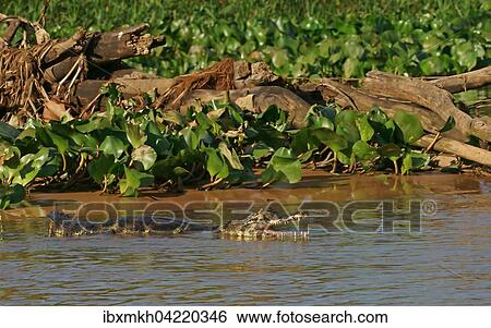 Yacare caiman (Caiman Yacare, Caiman crocodilus yacare), swimming in the water, Pantanal, Brazil, South America View Large Photo Image Stock Photograph - Yacare caiman (Caiman Yacare, Caiman crocodilus yacare), swimming in the water, Pantanal, Brazil, South America. Fotosearch