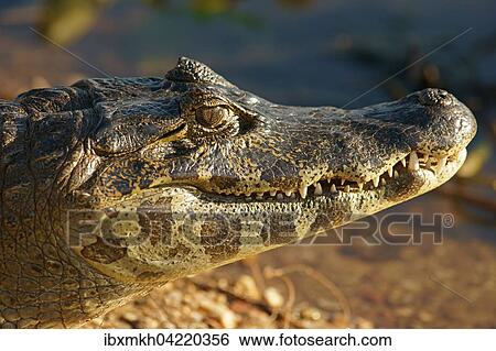 Stock Photograph - Yacare caiman (Caiman Yacare, Caiman crocodilus yacare), portrait, Pantanal, Brazil, South America. Fotosearch