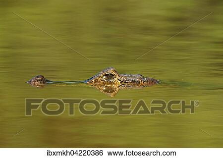 Yacare caiman (Caiman Yacare, Caiman crocodilus yacare), lurking in the water, portrait, Pantanal, Brazil, South America View Large Photo Image Stock Photograph - Yacare caiman (Caiman Yacare, Caiman crocodilus yacare), lurking in the water, portrait, Pantanal, Brazil, South America. Fotosearch