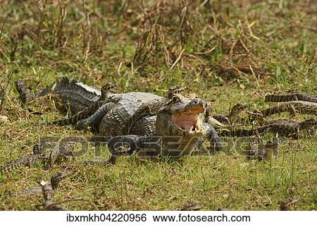 Stock Photograph - Yacare caiman (Caiman Yacare, Caiman crocodilus yacare), female with hatchlings, Pantanal, Brazil, South America. Fotosearch