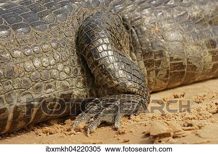 Yacare caiman (Caiman Yacare, Caiman crocodilus yacare), foot, detail, Pantanal, Brazil, South America View Large Photo Image Stock Photography - Yacare caiman (Caiman Yacare, Caiman crocodilus yacare), foot, detail, Pantanal, Brazil, South America. Fotosearch