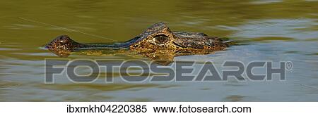 Stock Photography - Yacare caiman (Caiman Yacare, Caiman crocodilus yacare), lurking in the water, portrait, Pantanal, Brazil, South America. Fotosearch