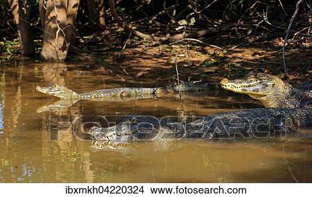 Picture - Yacare caimans (Caiman Yacare, Caiman crocodilus yacare), lying on the shore, in the water, Pantanal, Brazil, South America. Fotosearch