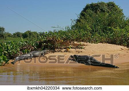 Yacare caimans (Caiman Yacare, Caiman crocodilus yacare), lying on a sand bank, Pantanal, Brazil, South America View Large Photo Image Picture - Yacare caimans (Caiman Yacare, Caiman crocodilus yacare), lying on a sand bank, Pantanal, Brazil, South America. Fotosearch