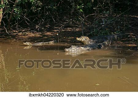 Stock Image - Yacare caimans (Caiman Yacare, Caiman crocodilus yacare) lying on the shore in the water, Pantanal, Brazil, South America. Fotosearch