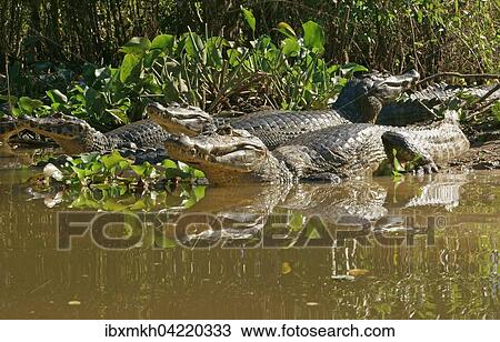 Yacare caimans (Caiman Yacare, Caiman crocodilus yacare), lying on the shore, in the water, Pantanal, Brazil, South America View Large Photo Image Stock Image - Yacare caimans (Caiman Yacare, Caiman crocodilus yacare), lying on the shore, in the water, Pantanal, Brazil, South America. Fotosearch