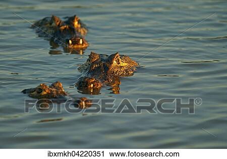 Stock Image - Yacare caimans (Caiman Yacare, Caiman crocodilus yacare), lurking in the water, Pantanal, Brazil, South America. Fotosearch