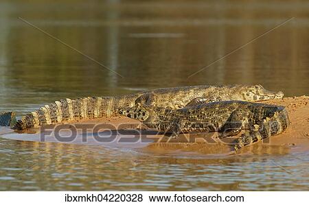 Stock Photo - Yacare caimans (Caiman Yacare, Caiman crocodilus yacare), lying on a sand bank, Pantanal, Brazil, South America. Fotosearch