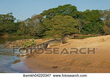 Yacare caimans (Caiman Yacare, Caiman crocodilus yacare), on a sand bank, Pantanal, Brazil, South America View Large Photo Image Stock Photo - Yacare caimans (Caiman Yacare, Caiman crocodilus yacare), on a sand bank, Pantanal, Brazil, South America. Fotosearch
