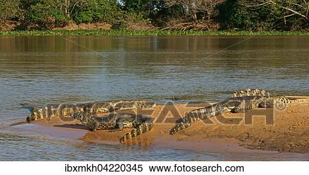 Yacare caimans (Caiman Yacare, Caiman crocodilus yacare), lying on a sand bank, Pantanal, Brazil, South America View Large Photo Image Stock Photography - Yacare caimans (Caiman Yacare, Caiman crocodilus yacare), lying on a sand bank, Pantanal, Brazil, South America. Fotosearch