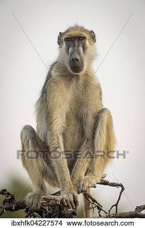 Yellow baboon (Papio cynocephalus kindae), on the lookout, South Luangwa National Park, Zambia, Africa View Large Photo Image Picture - Yellow baboon (Papio cynocephalus kindae), on the lookout, South Luangwa National Park, Zambia, Africa. Fotosearch