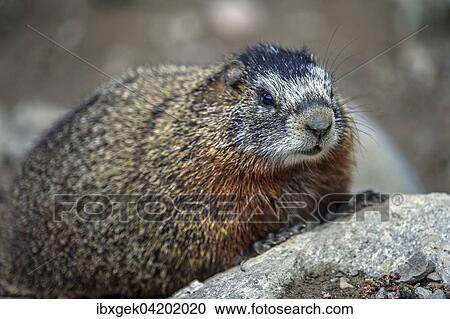 Yellow-bellied marmot (Marmota flaviventris), Grand Teton National Park, Wyoming, USA, North America View Large Photo Image Stock Image - Yellow-bellied marmot (Marmota flaviventris), Grand Teton National Park, Wyoming, USA, North America. Fotosearch