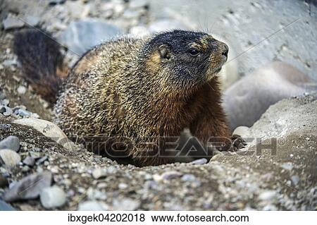 Yellow-bellied marmot (Marmota flaviventris), Grand Teton National Park, Wyoming, USA, North America View Large Photo Image Stock Photo - Yellow-bellied marmot (Marmota flaviventris), Grand Teton National Park, Wyoming, USA, North America. Fotosearch