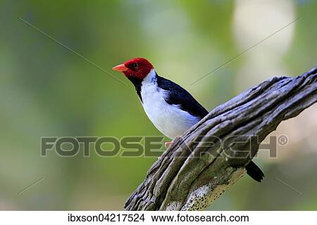 Yellow-billed cardinal (Paroaria capitata), adult on the lookout, Pantanal, Mato Grosso, Brazil, South America View Large Photo Image Picture - Yellow-billed cardinal (Paroaria capitata), adult on the lookout, Pantanal, Mato Grosso, Brazil, South America. Fotosearch