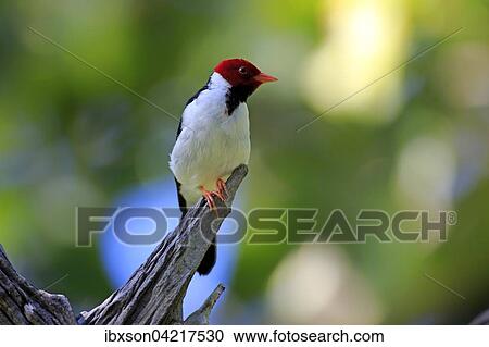 Stock Image - Yellow-billed cardinal (Paroaria capitata), adult on the lookout, Pantanal, Mato Grosso, Brazil, South America. Fotosearch