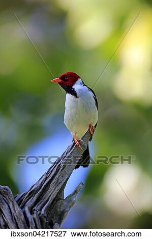 Yellow-billed cardinal (Paroaria capitata), adult on the lookout, Pantanal, Mato Grosso, Brazil, South America View Large Photo Image Stock Photo - Yellow-billed cardinal (Paroaria capitata), adult on the lookout, Pantanal, Mato Grosso, Brazil, South America. Fotosearch