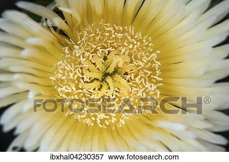 Yellow cactus flower (cactus), detail, Gran Canaria, Canary Islands, Spain, Europe View Large Photo Image Stock Photo - Yellow cactus flower (cactus), detail, Gran Canaria, Canary Islands, Spain, Europe. Fotosearch