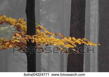 Yellow colored leaves on a tree trunk in autumn, beech trees, forest, autumn woods, fog, Baden-Wurttemberg, Germany, Europe View Large Photo Image Stock Image - Yellow colored leaves on a tree trunk in autumn, beech trees, forest, autumn woods, fog, Baden-Wurttemberg, Germany, Europe. Fotosearch