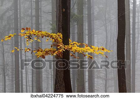 Stock Photography - Yellow colored leaves on a tree trunk in autumn, beech trees, forest, autumn woods, fog, Baden-Wurttemberg, Germany, Europe. Fotosearch