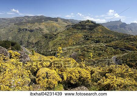 Yellow flowering dyer's greenweed (Genista), center of Gran Canaria, Canary Islands, Spain, Europe View Large Photo Image Stock Photo - Yellow flowering dyer's greenweed (Genista), center of Gran Canaria, Canary Islands, Spain, Europe. Fotosearch