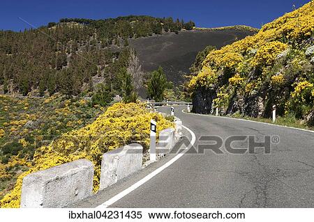 Stock Photography - Yellow flowering dyer's greenweed (Genista) along the road, the center of Gran Canaria, Canary Islands, Spain, Europe. Fotosearch
