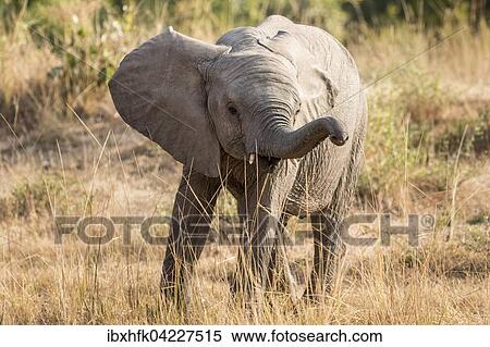 Young African Elephant (Loxodonta africana), smelling the environment, South Luangwa National Park, Zambia, Africa View Large Photo Image Stock Photography - Young African Elephant (Loxodonta africana), smelling the environment, South Luangwa National Park, Zambia, Africa. Fotosearch