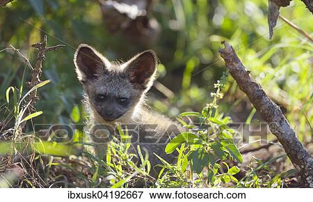 Young bat-eared fox (Otocyon megalotis), at their burrow, Lumo Conservancy, Tsavo, Kenya, Africa View Large Photo Image Stock Photo - Young bat-eared fox (Otocyon megalotis), at their burrow, Lumo Conservancy, Tsavo, Kenya, Africa. Fotosearch