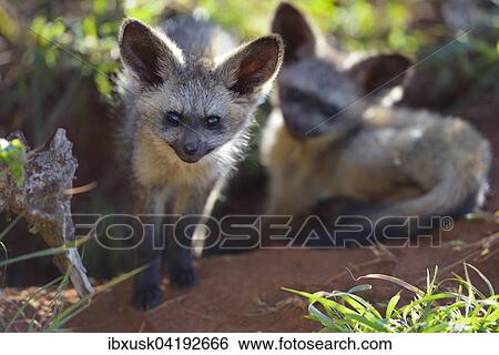 Young bat-eared foxes (Otocyon megalotis), at their burrow, Lumo Conservancy, Tsavo, Kenya, Africa View Large Photo Image Stock Photograph - Young bat-eared foxes (Otocyon megalotis), at their burrow, Lumo Conservancy, Tsavo, Kenya, Africa. Fotosearch