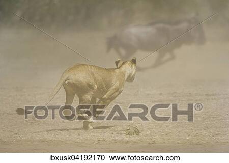 Young lion (Panthera leo) attacking a herd of wildebeest, Maasai Mara National Reserve, Narok County, Kenya, Africa View Large Photo Image Stock Image - Young lion (Panthera leo) attacking a herd of wildebeest, Maasai Mara National Reserve, Narok County, Kenya, Africa. Fotosearch