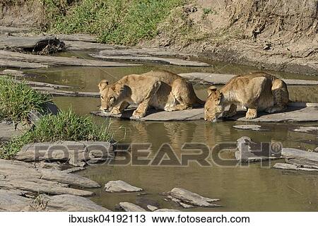 Young lion (Panthera leo), drinking, Maasai Mara National Reserve, Narok County, Kenya, Africa View Large Photo Image Stock Image - Young lion (Panthera leo), drinking, Maasai Mara National Reserve, Narok County, Kenya, Africa. Fotosearch