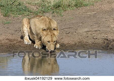 Young lion (Panthera leo), drinking, Maasai Mara National Reserve, Narok County, Kenya, Africa View Large Photo Image Stock Photo - Young lion (Panthera leo), drinking, Maasai Mara National Reserve, Narok County, Kenya, Africa. Fotosearch