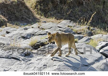 Young lion (Panthera leo) in the dry, rocky riverbed, Maasai Mara National Reserve, Narok County, Kenya, Africa View Large Photo Image Picture - Young lion (Panthera leo) in the dry, rocky riverbed, Maasai Mara National Reserve, Narok County, Kenya, Africa. Fotosearch