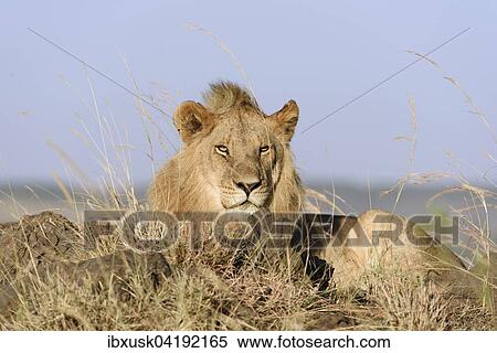 Young, male lion (Panthera leo) on a rock, Maasai Mara National Reserve, Narok County, Kenya, Africa View Large Photo Image Stock Photography - Young, male lion (Panthera leo) on a rock, Maasai Mara National Reserve, Narok County, Kenya, Africa. Fotosearch