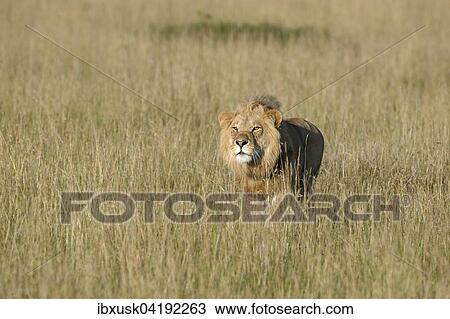 Young, male lion (Panthera leo) with prey in sight, Maasai Mara National Reserve, Narok County, Kenya, Africa View Large Photo Image Stock Image - Young, male lion (Panthera leo) with prey in sight, Maasai Mara National Reserve, Narok County, Kenya, Africa. Fotosearch