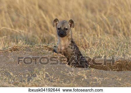 Young spotted hyena (Crocuta crocuta) looking out of the burrow in the morning light, Maasai Mara National Reserve, Narok County, Kenya, Africa View Large Photo Image Picture - Young spotted hyena (Crocuta crocuta) looking out of the burrow in the morning light, Maasai Mara National Reserve, Narok County, Kenya, Africa. Fotosearch