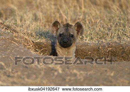 Young spotted hyena (Crocuta crocuta) looking out of the burrow in the morning light, Maasai Mara National Reserve, Narok County, Kenya, Africa View Large Photo Image Stock Photo - Young spotted hyena (Crocuta crocuta) looking out of the burrow in the morning light, Maasai Mara National Reserve, Narok County, Kenya, Africa. Fotosearch