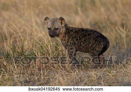 Young spotted hyena (Crocuta crocuta) in the early morning light, Maasai Mara National Reserve, Narok County, Kenya, Africa View Large Photo Image Stock Photography - Young spotted hyena (Crocuta crocuta) in the early morning light, Maasai Mara National Reserve, Narok County, Kenya, Africa. Fotosearch