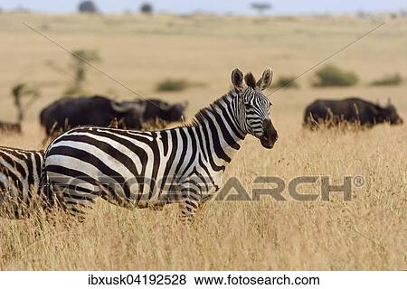 Zebra (Equus quagga), standing in the tall grass, evening light, Maasai Mara National Reserve, Narok County, Kenya, Africa View Large Photo Image Stock Photo - Zebra (Equus quagga), standing in the tall grass, evening light, Maasai Mara National Reserve, Narok County, Kenya, Africa. Fotosearch
