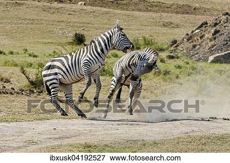 Zebras (Equus quagga), stallions fighting, Maasai Mara National Reserve, Narok County, Kenya, Africa View Large Photo Image Stock Photo - Zebras (Equus quagga), stallions fighting, Maasai Mara National Reserve, Narok County, Kenya, Africa. Fotosearch