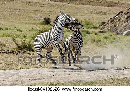Zebras (Equus quagga), stallions fighting, Maasai Mara National Reserve, Narok County, Kenya, Africa View Large Photo Image Stock Photograph - Zebras (Equus quagga), stallions fighting, Maasai Mara National Reserve, Narok County, Kenya, Africa. Fotosearch