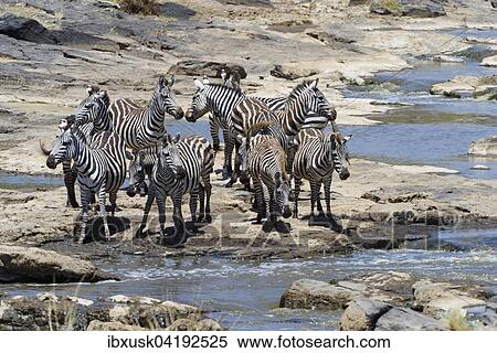 Zebras (Equus quagga), standing attentively at the Mara River, Maasai Mara National Reserve, Narok County, Kenya, Africa View Large Photo Image Stock Photography - Zebras (Equus quagga), standing attentively at the Mara River, Maasai Mara National Reserve, Narok County, Kenya, Africa. Fotosearch