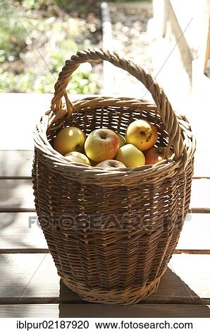 Stock Image - A basket full of apples. Fotosearch