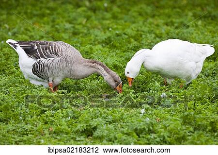 Stock Image - A domestic goose (Anser anser f. domestica) and a greylag goose (Anser anser), Czech Republic, Europe. Fotosearch