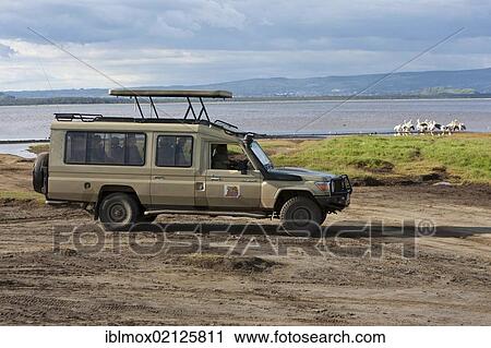 A group of pelicans being observed from an off-road vehicle, Lake Nakuru National Park, Kenya, East Africa, Africa, PublicGround, Africa View Large Photo Image Stock Image - A group of pelicans being observed from an off-road vehicle, Lake Nakuru National Park, Kenya, East Africa, Africa, PublicGround, Africa. Fotosearch