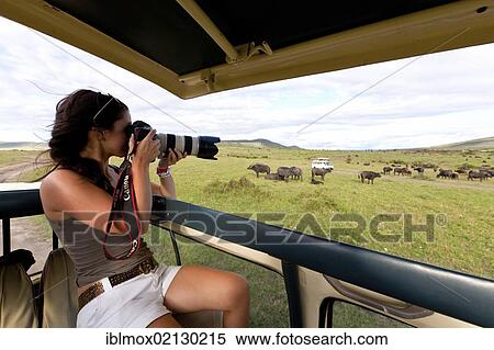 A young photographer observing a large herd of African buffaloes, Cape buffalos (Syncerus caffer), Maasai Mara National Reserve, Kenya, East Africa, Africa, PublicGround, Africa View Large Photo Image Stock Photography - A young photographer observing a large herd of African buffaloes, Cape buffalos (Syncerus caffer), Maasai Mara National Reserve, Kenya, East Africa, Africa, PublicGround, Africa. Fotosearch