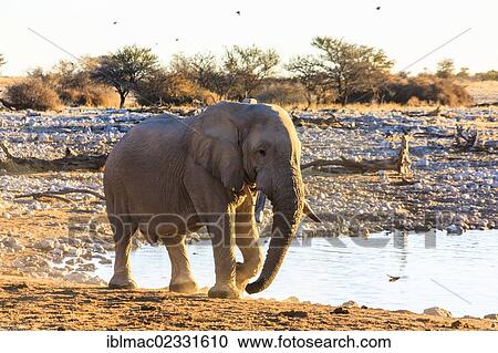 African elephant (Loxodonta africana), at the Okaukuejo waterhole, Etosha National Park, Namibia, Africa View Large Photo Image Stock Image - African elephant (Loxodonta africana), at the Okaukuejo waterhole, Etosha National Park, Namibia, Africa. Fotosearch
