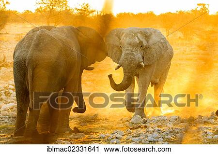 African elephants (Loxodonta africana) at sunset, Etosha National Park, Nambia, Africa View Large Photo Image Stock Image - African elephants (Loxodonta africana) at sunset, Etosha National Park, Nambia, Africa. Fotosearch
