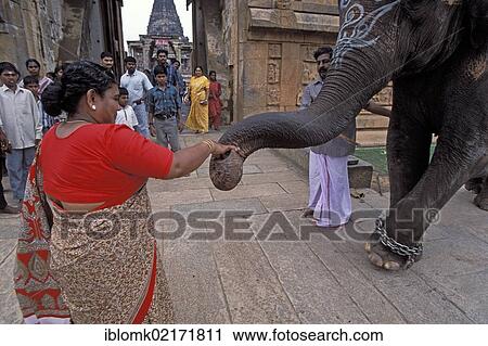 After having been blessed, a woman throws a rupee into an elephant's trunk, Tanjore or Thanjavur, Tamil Nadu, South India, Asia View Large Photo Image Stock Image - After having been blessed, a woman throws a rupee into an elephant's trunk, Tanjore or Thanjavur, Tamil Nadu, South India, Asia. Fotosearch